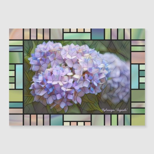 Hydrangea "Jogasaki" [Magnetkaart] (Voorkant)