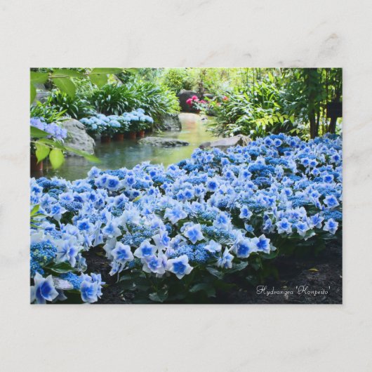 Hydrangea "Konpeito" (Briefkaart) Briefkaart (Voorkant)