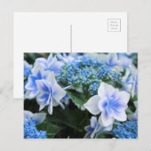 Hydrangea "Konpeito" (Briefkaart) Briefkaart (Voorkant / Achterkant)