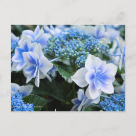 Hydrangea "Konpeito" (Briefkaart) Briefkaart