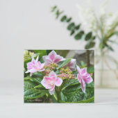 Hydrangea 'Konpeito' [Postcard] ポストカード Briefkaart (Staand voorkant)