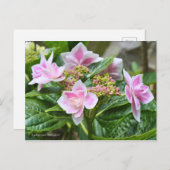 Hydrangea 'Konpeito' [Postcard] ポストカード Briefkaart (Voorkant / Achterkant)