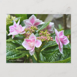 Hydrangea 'Konpeito' [Postcard] ポストカード Briefkaart
