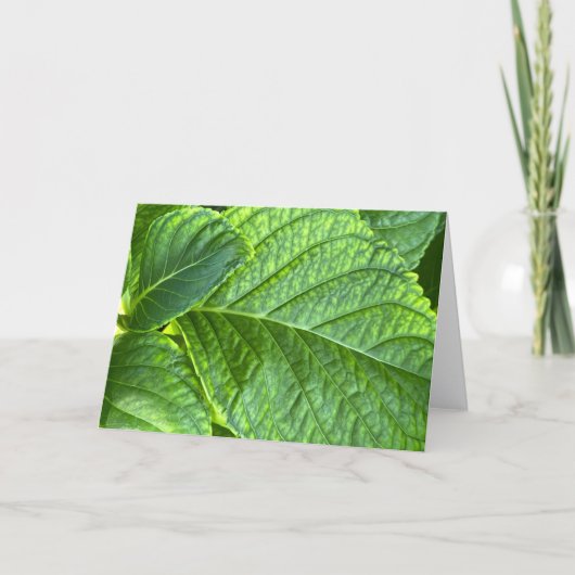 Hydrangea Leaves Close-Up Blank Note Card Bedankkaart (Voorkant)