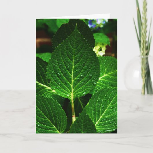 "hydrangea leaves" kaart (Voorkant)
