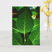 "hydrangea leaves" kaart (Gele Bloem)