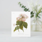 Hydrangea lindleyana briefkaart (Staand voorkant)