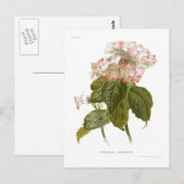 Hydrangea lindleyana briefkaart (Voorkant / Achterkant)
