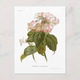 Hydrangea lindleyana briefkaart