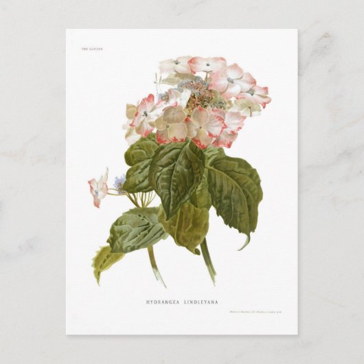Hydrangea lindleyana briefkaart (Voorkant)
