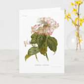 Hydrangea lindleyana kaart (Gele Bloem)