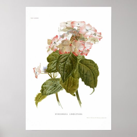 Hydrangea lindleyana poster (Voorkant)