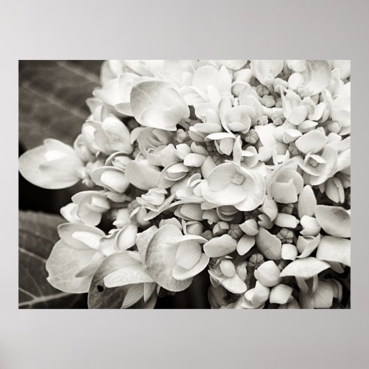 Hydrangea Macro Black en White Poster (Voorkant)