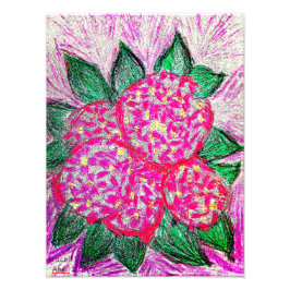 Hydrangea macrophylla foto afdruk