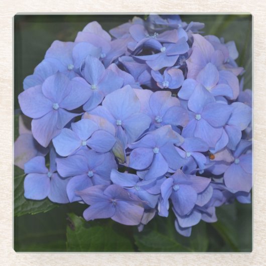 Hydrangea macrophylla Rustic Paars   Glazen Onderzetter (Voorkant)