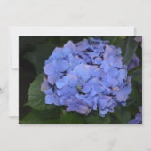 Hydrangea macrophylla Rustic Paars Kaart (Voorkant)
