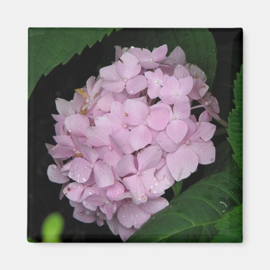 Hydrangea Magneet (Voorkant)