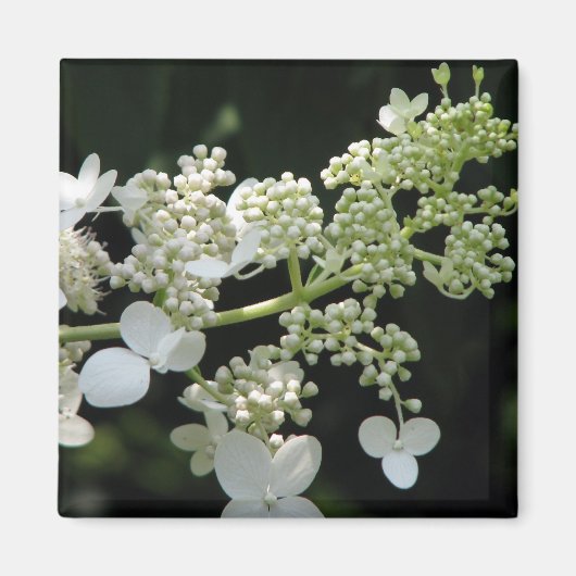 Hydrangea Magneet (Voorkant)