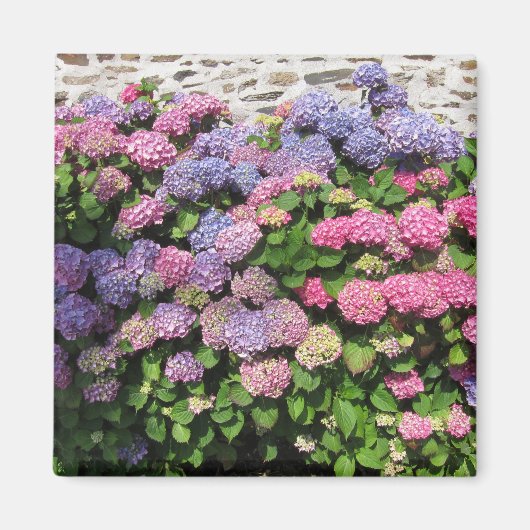 Hydrangea Magnet (Voorkant)