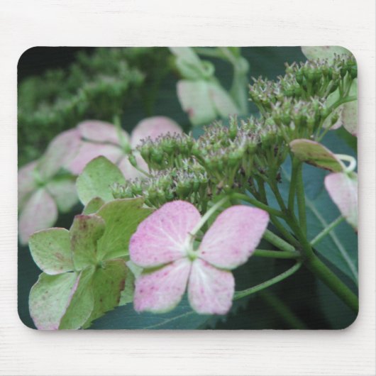 hydrangea muismat (Voorkant)