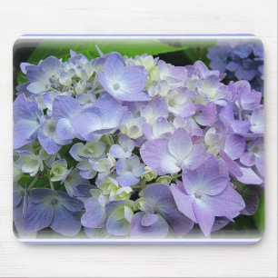 Hydrangea Muismat
