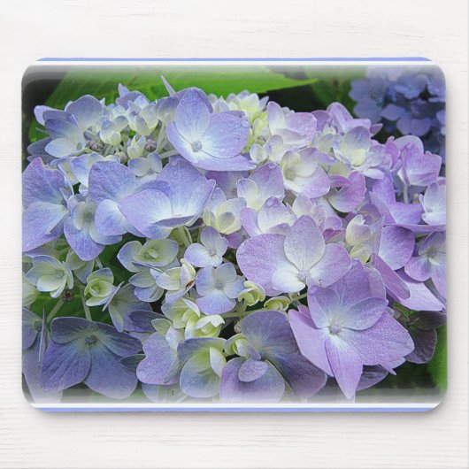 Hydrangea Muismat (Voorkant)