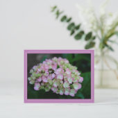 Hydrangea nigra Briefkaart (Staand voorkant)