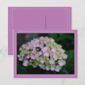 Hydrangea nigra Briefkaart (Voorkant / Achterkant)