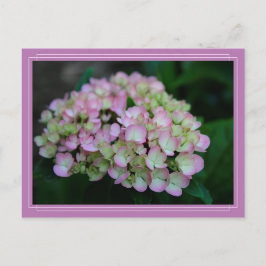 Hydrangea nigra Briefkaart (Voorkant)