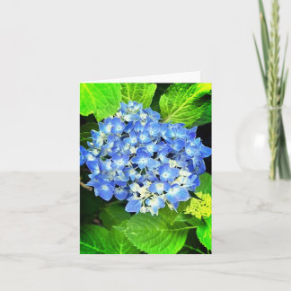Hydrangea Note Kaart