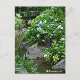 Hydrangea-omgeving:Briefkaart Briefkaart