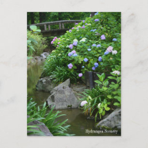 Hydrangea-omgeving:Briefkaart Briefkaart