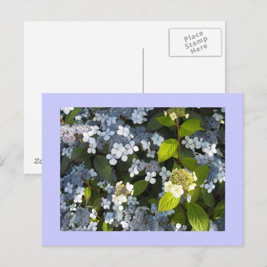 Hydrangea paniculata briefkaart (Voorkant / Achterkant)