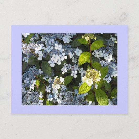 Hydrangea paniculata briefkaart (Voorkant)