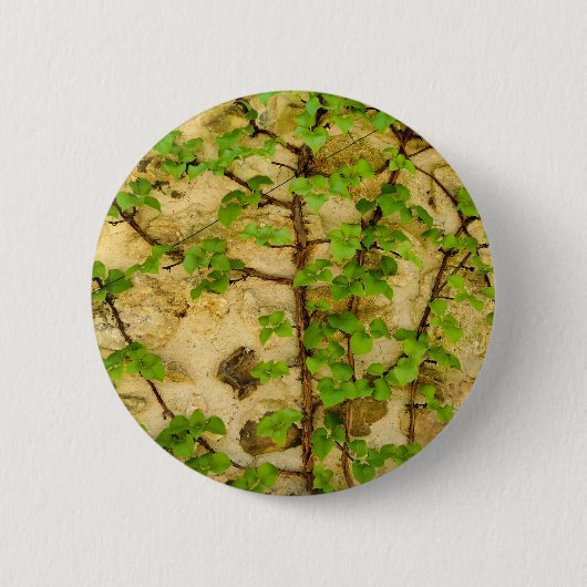 Hydrangea petiolaris Badge Ronde Button 5,7 Cm (Voorkant)