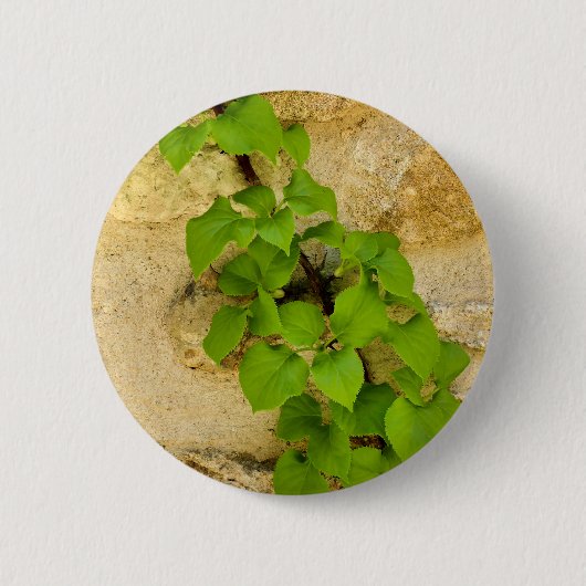 Hydrangea petiolaris Badge Ronde Button 5,7 Cm (Voorkant)