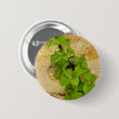 Hydrangea petiolaris Badge Ronde Button 5,7 Cm (Voorkant /achterkant)