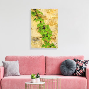 Hydrangea petiolaris canvas afdruk