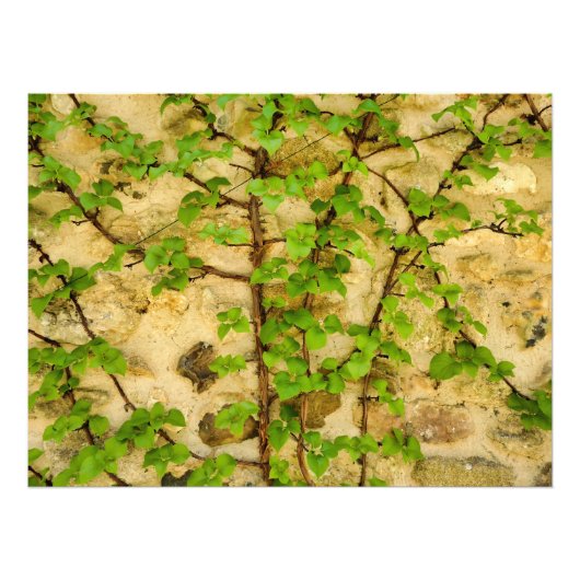 Hydrangea petiolaris foto afdruk (Voorkant)