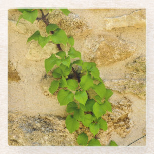 Hydrangea petiolaris glazen onderzetter
