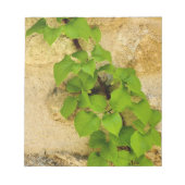 Hydrangea petiolaris notitieblok (Voorkant)