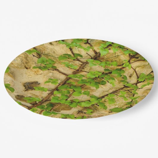 Hydrangea petiolaris papier Bord (Gekanteld)