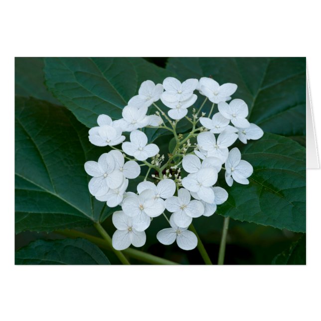 Hydrangea Plant en Bloemen (Voorkant Horizontaal)