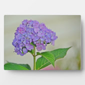 Hydrangea Plaque Fotoplaat (voorkant)