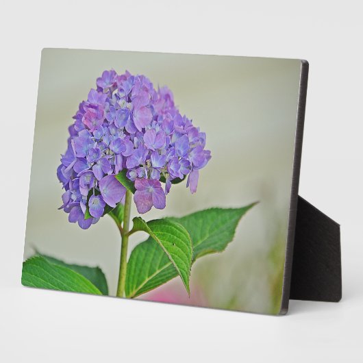 Hydrangea Plaque Fotoplaat (Zijkant)