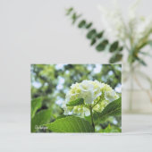 Hydrangea [Postcard] ポストカード Briefkaart (Staand voorkant)