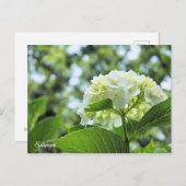 Hydrangea [Postcard] ポストカード Briefkaart (Voorkant / Achterkant)