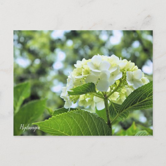 Hydrangea [Postcard] ポストカード Briefkaart (Voorkant)
