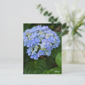 Hydrangea [Postcard] ポストカード Briefkaart (Staand voorkant)