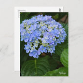 Hydrangea [Postcard] ポストカード Briefkaart (Voorkant / Achterkant)